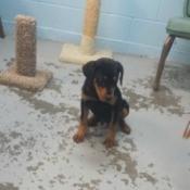 black and brown puppy on painted cement floor