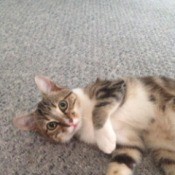 large kitten