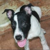 closeup of black and white dog