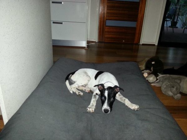 dog lying on dog bed