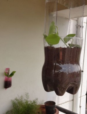 A hanging bottle planter