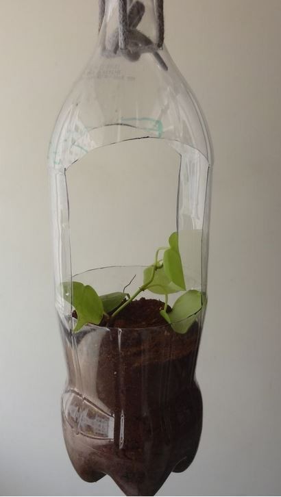 A hanging bottle planter