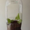 A hanging bottle planter
