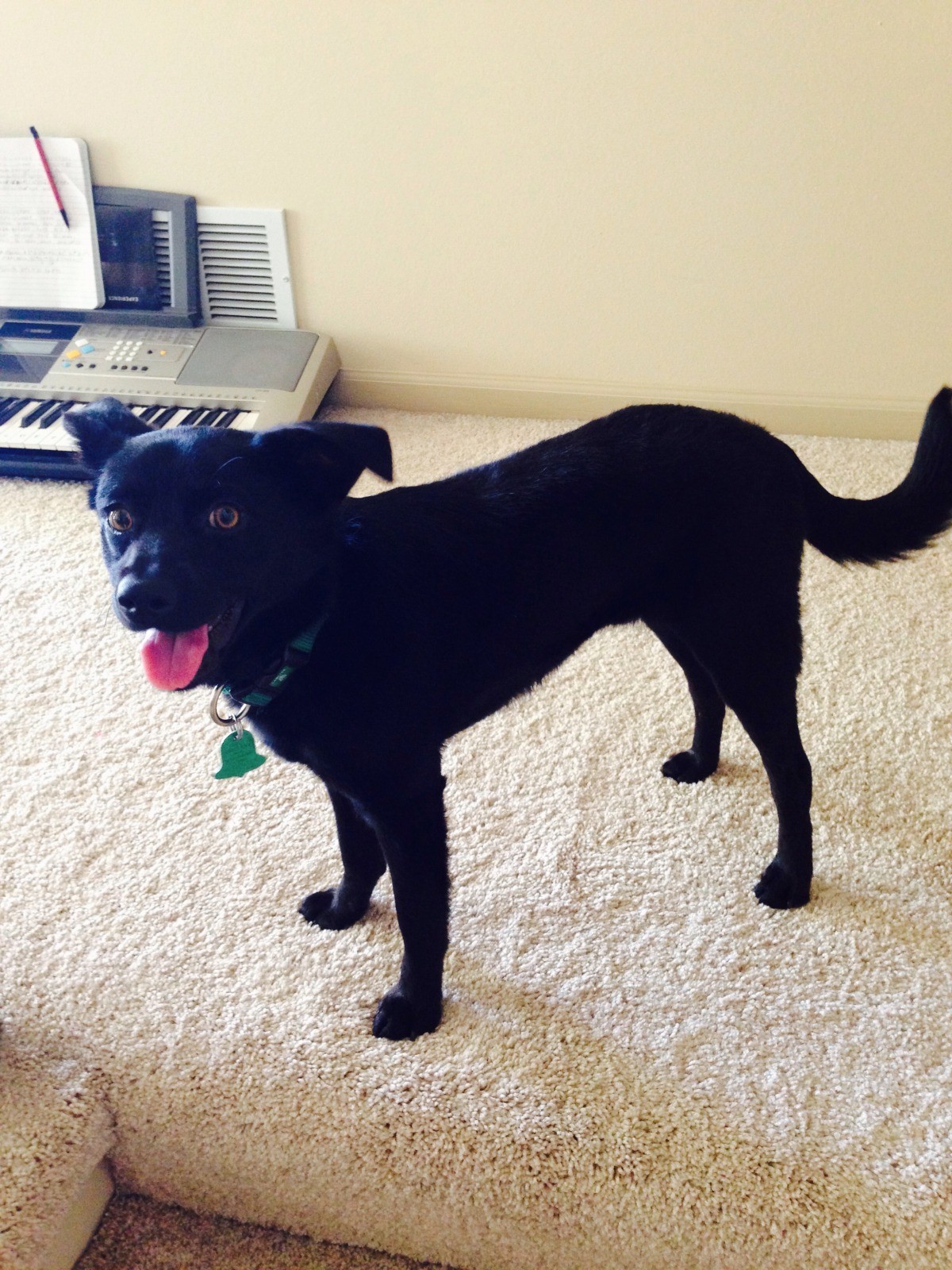 how to figure out what breed my dog is