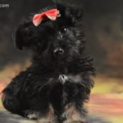 black puppy with tan feet