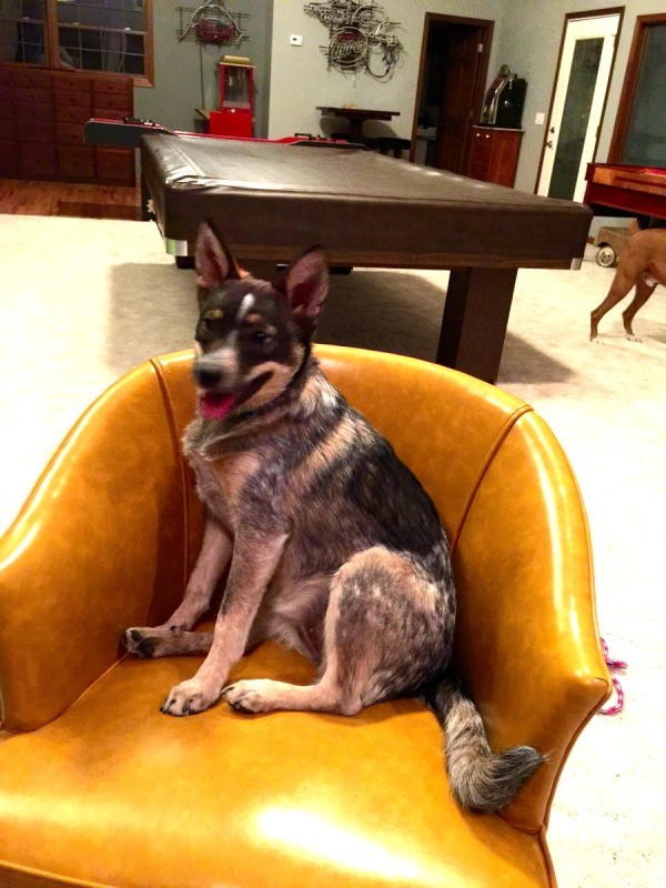 dog sitting in leather chair