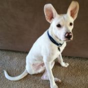 white dog with standup ears