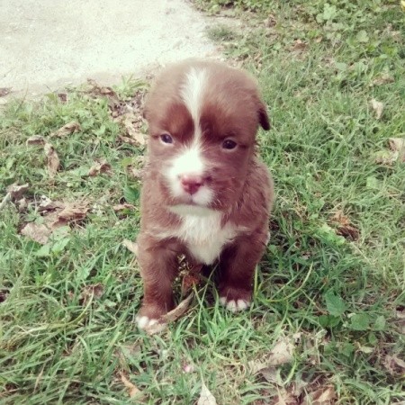 reddish brown puppy with white markings
