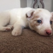 cream and tan puppy