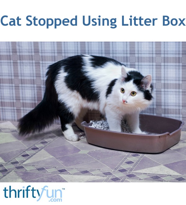 Cat Not Using the Litter Box | ThriftyFun