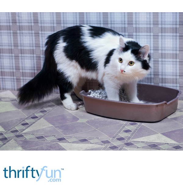 Cat Not Using the Litter Box | ThriftyFun