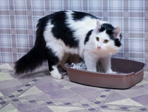 Cat in Litter Box