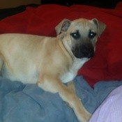 tan dog with black muzzle