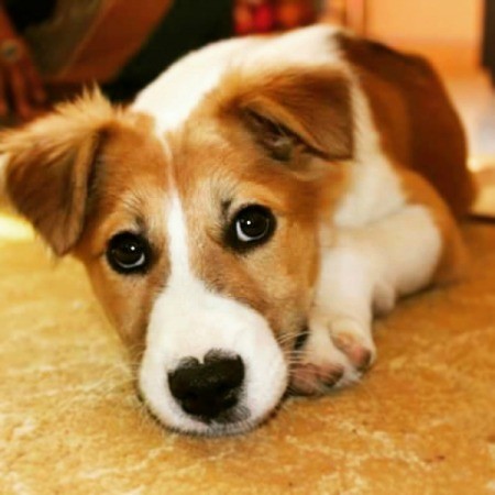 golden brown and white puppy lying down
