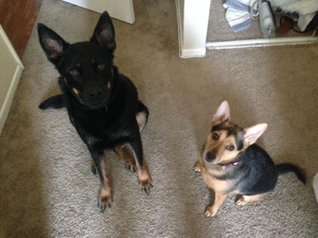 two dogs with stand up ears