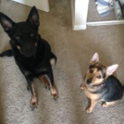 two dogs with stand up ears