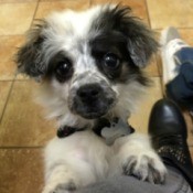 mostly white dog with black markings on face