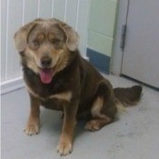 tan brown and dark dog