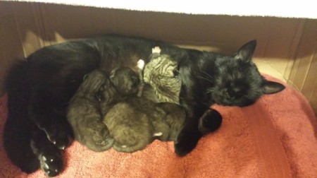 momma cat and kittens