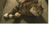 tabby cat lying next to red Christmas tree decoration