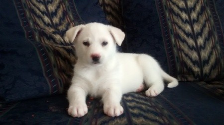 white puppy