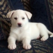 white puppy