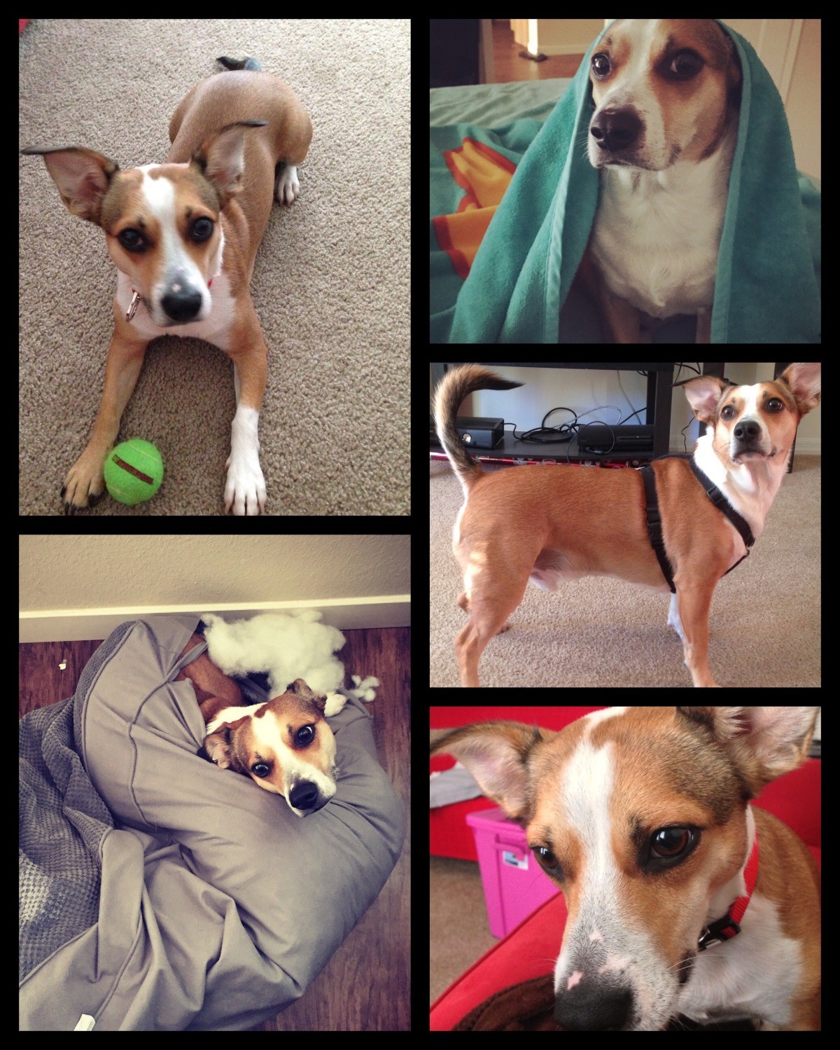 What Breed Is My Dog? ThriftyFun