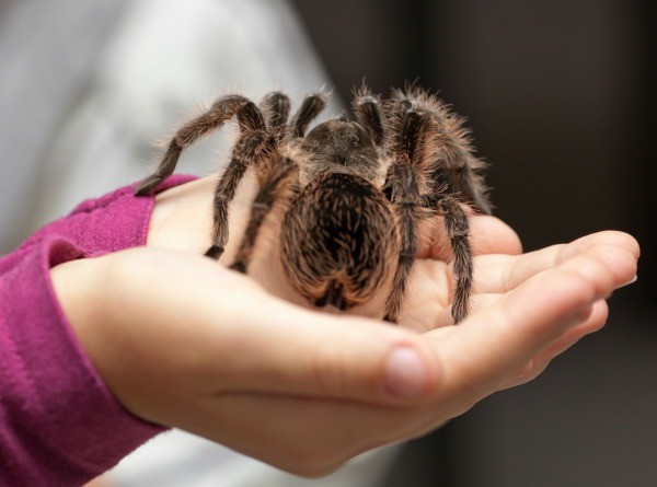 Keeping Spiders as Pets | ThriftyFun