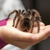Spiders as Pet