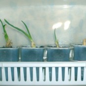 sprouting onions