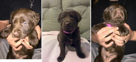 three photos of puppy