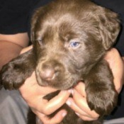 three photos of puppy