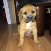 tan puppy with dark muzzle