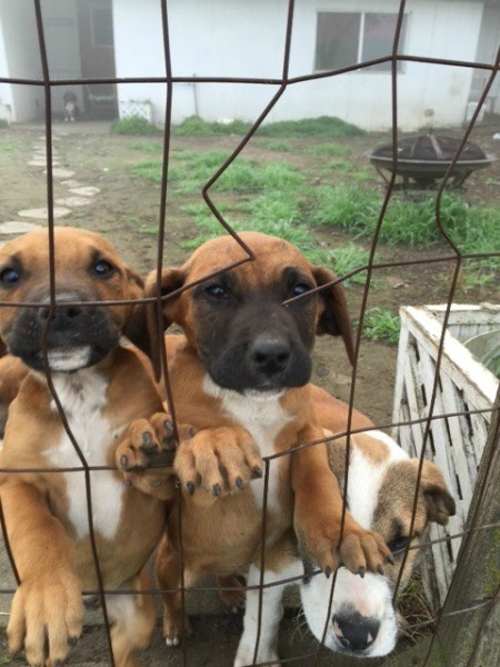 puppies looking through a fence