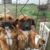 puppies looking through a fence