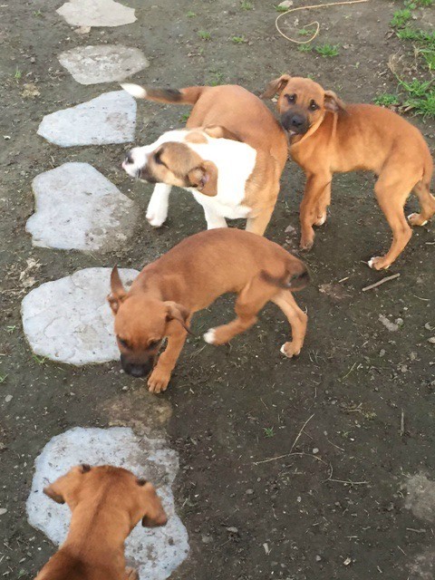 three mostly brown and one brown and white puppy in yard