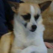 what and tan dog, closeup