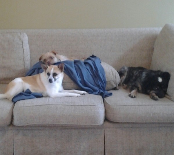 dog lying on couch with other dogs