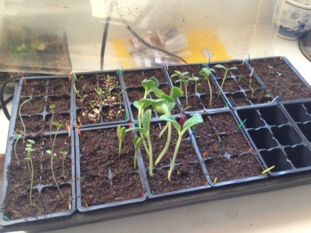 Veggie Seedlings