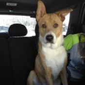 tan and white dog sitting in car