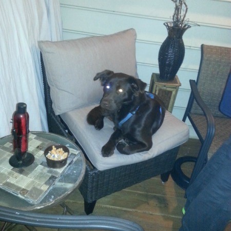 black dog lying on chair