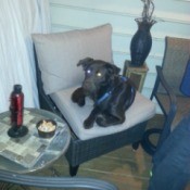 black dog lying on chair
