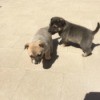 tan puppy and dark brownish grey puppy