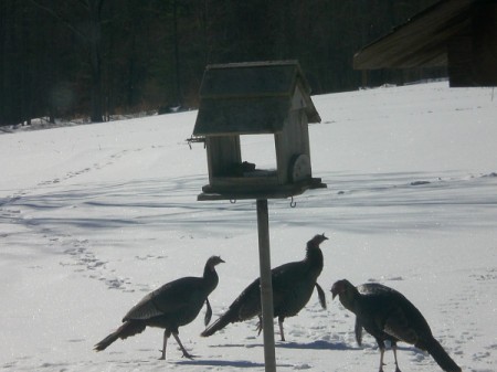 Turkeys Visit Birdfeeder