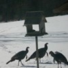 Turkeys Visit Birdfeeder