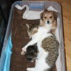 cat with kittens and small dog in plastic box