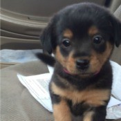 black and tan puppy