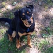 black and tan dog sitting in yard