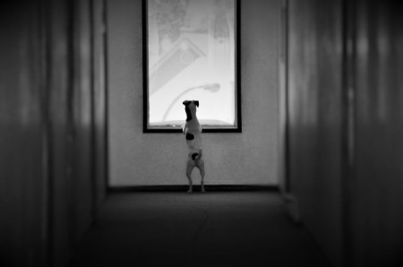 A Jack Russell terrier looking out the window.