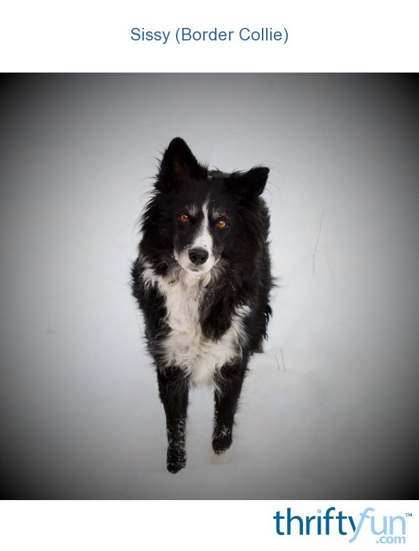 sissy-border-collie-thriftyfun